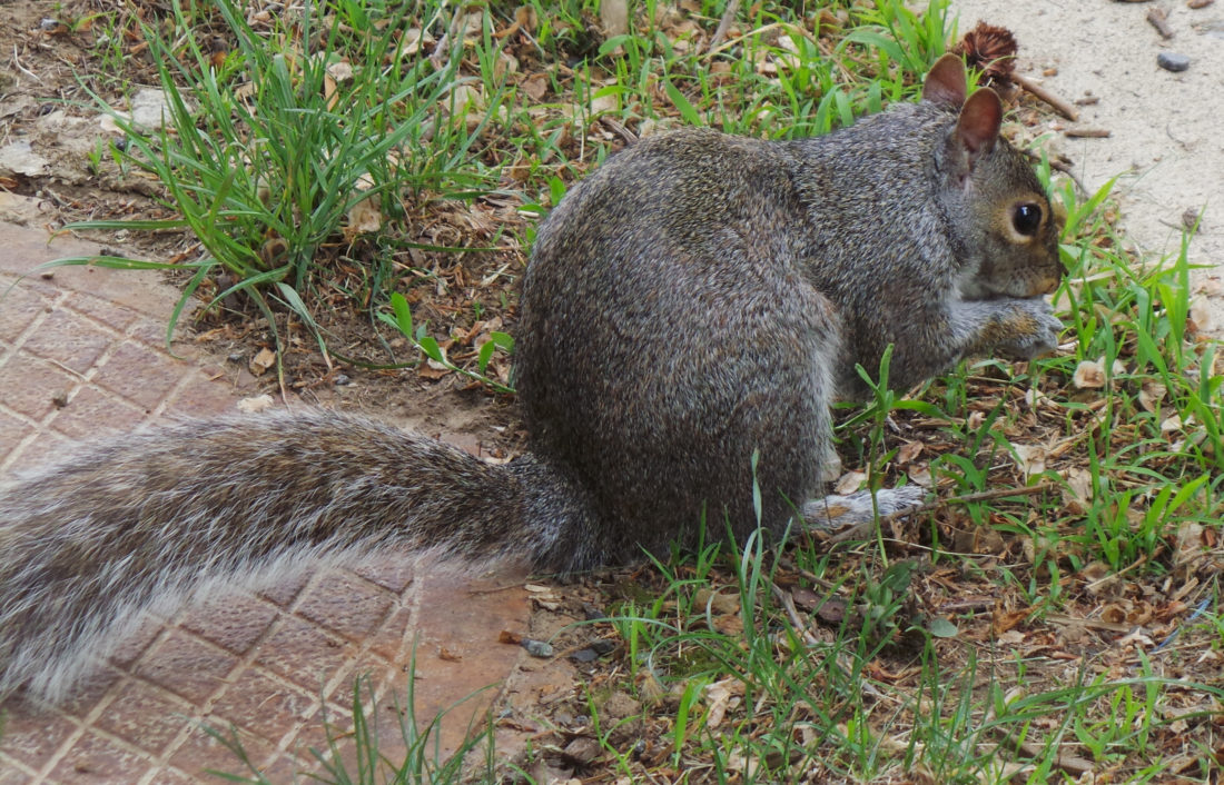 Inadvertently, squirrels might be one of our best tree planters in the wild setting and in our landscapes.