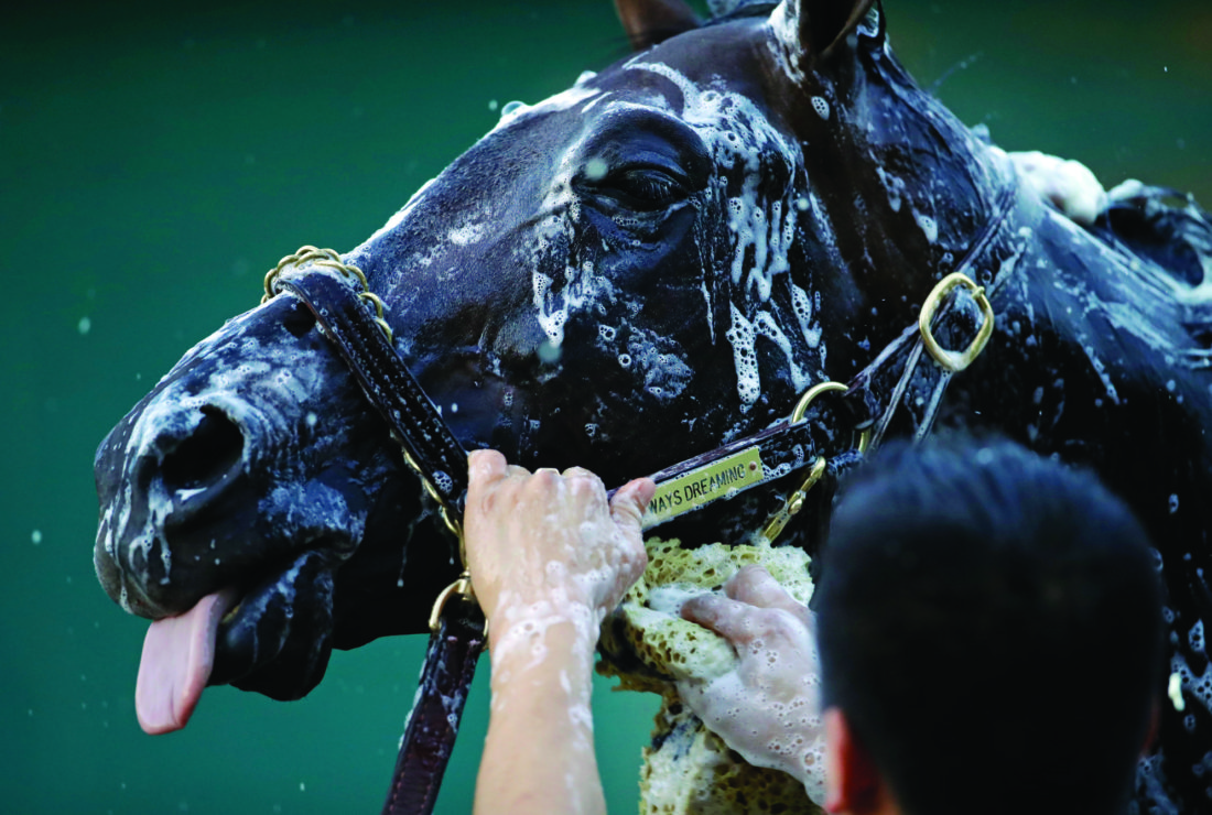Kentucky Derby winner Always Dreaming is washed after a workout at Pimlico Race Course in Baltimore, Thursday, May 18, 2017. The Preakness Stakes horse race is scheduled to take place May 20. (AP Photo/Patrick Semansky)
