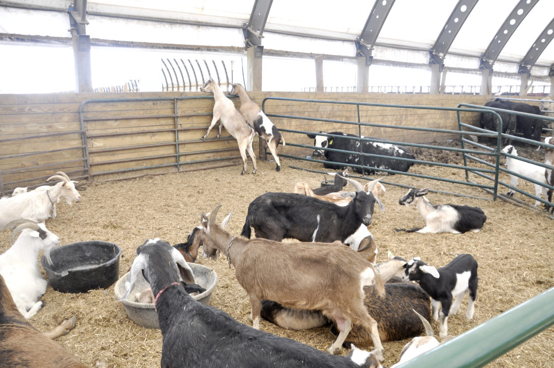 Goats Holding their own News, Sports, Jobs Messenger News