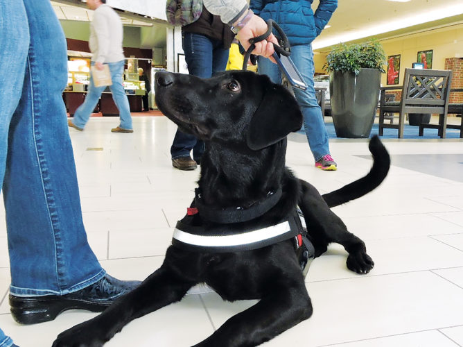 Labs For Liberty