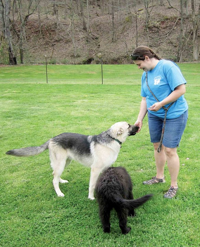 Rebecca Wentz an employee with Winding Road Kennel near Parkersburg leads Phantom center and Mickey front on a hunt for Easter eggs on Friday afternoon. The kennel has been holding Easter egg hunts for its canine boarders for