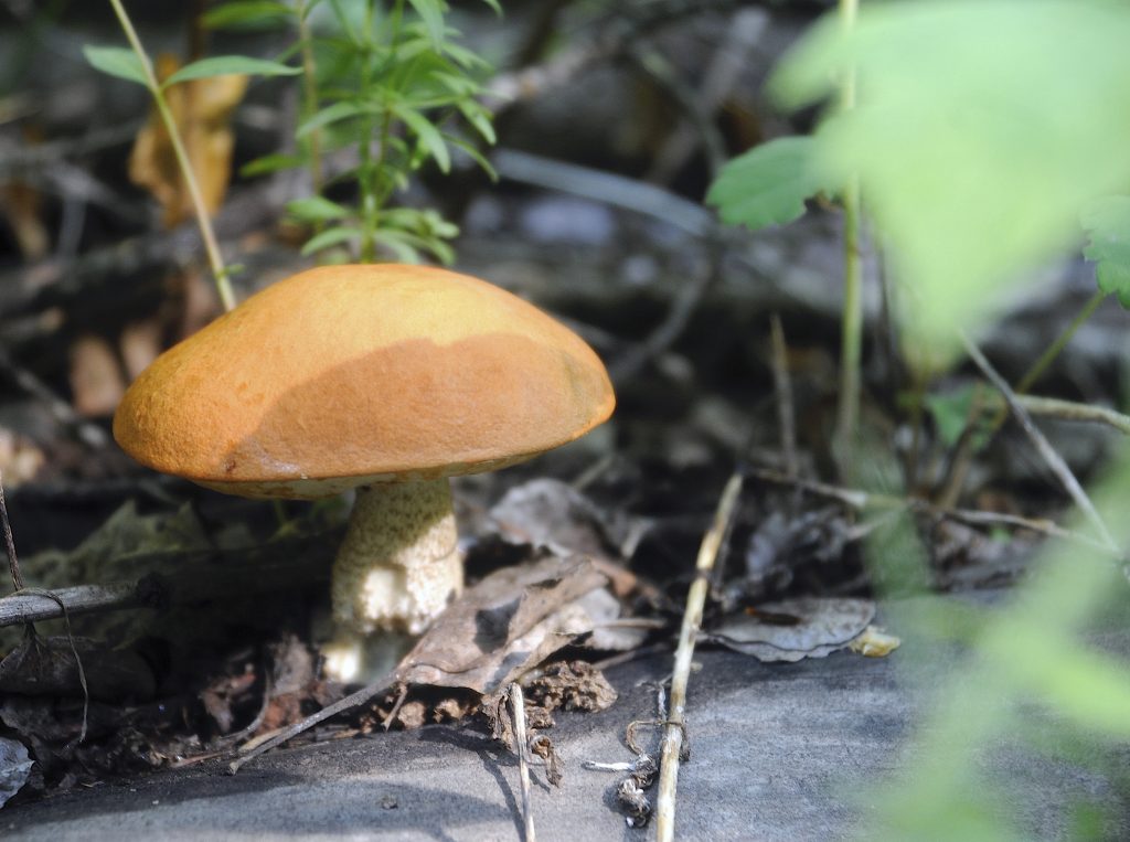 All the dirty details on this year's 'strange' mushroom season in Colorado - Vimarsana News